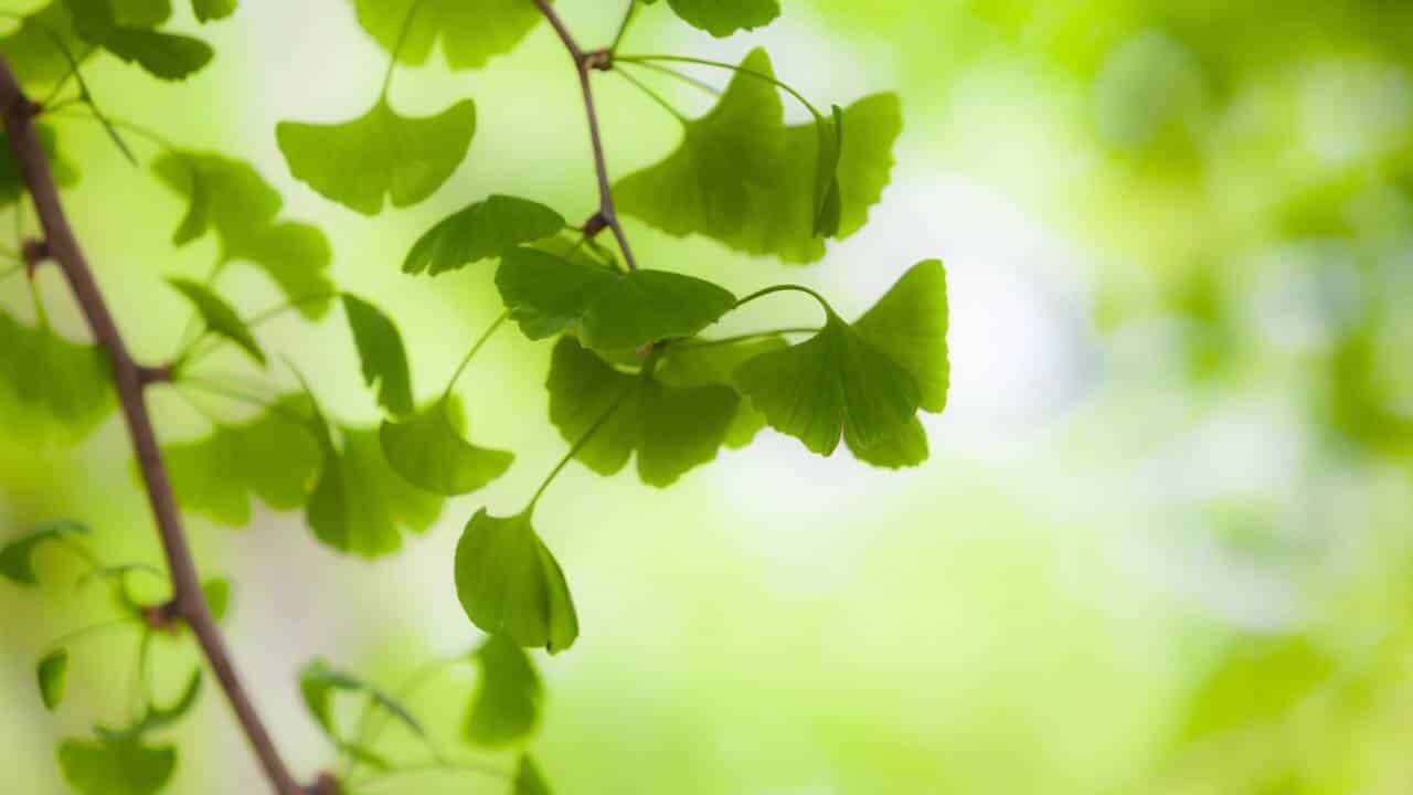 Esta árvore sobreviveu aos dinossauros e a Hiroshima e agora você pode plantar no seu jardim