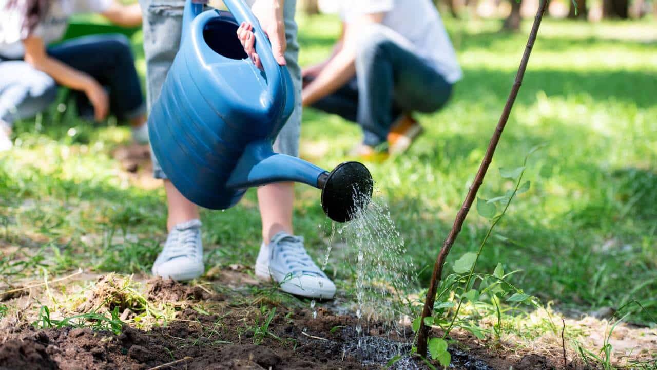 5 árvores perfeitas para o jardim: crescem rápido, dão sombra e quase não precisam de cuidados