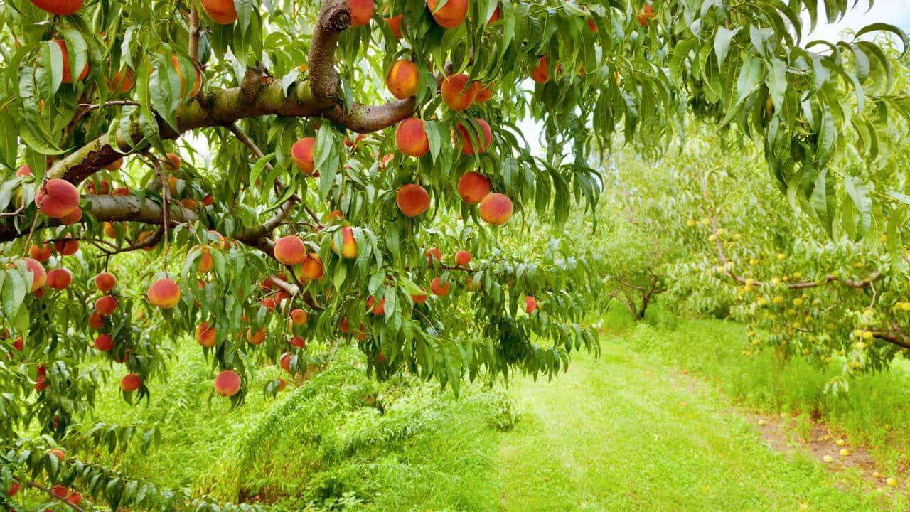 A melhor fruta do mundo em 2025 aparece no top 1 e top 2 na mesma lista