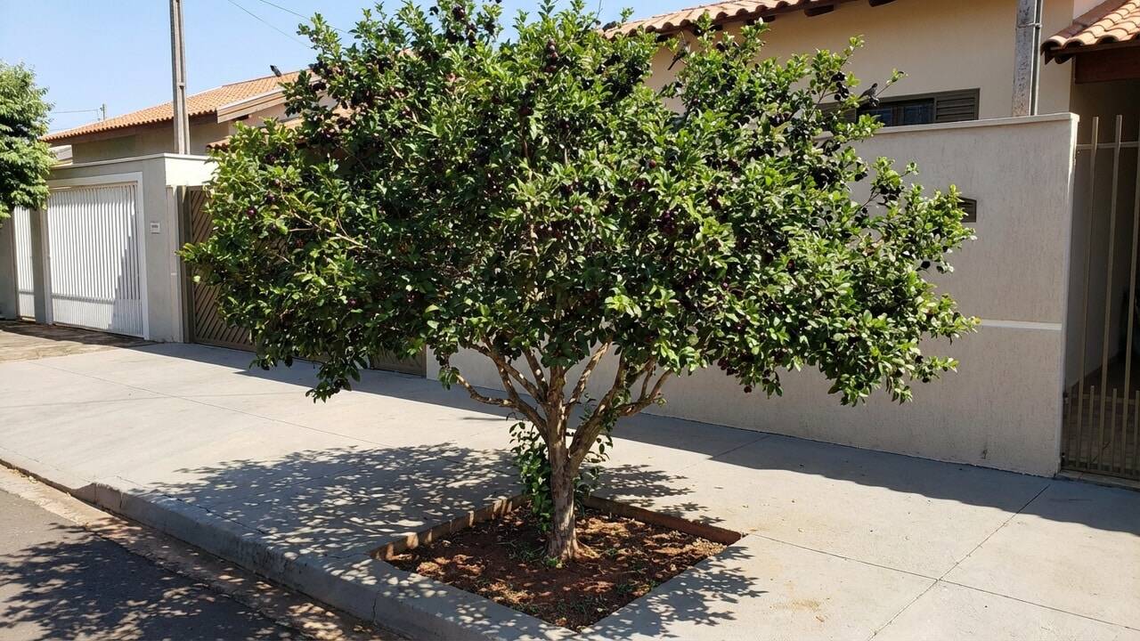 A árvore perfeita para sombra, frutas e não destrói a calçada