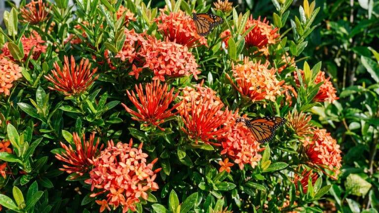 Ixora Planta Colorida