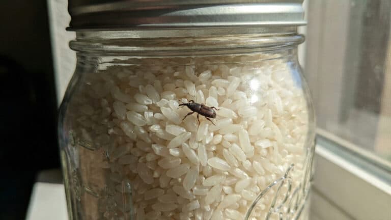 5 truques infalíveis para eliminar os bichinhos do arroz de forma fácil
