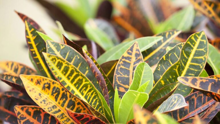 Planta croton em vasos