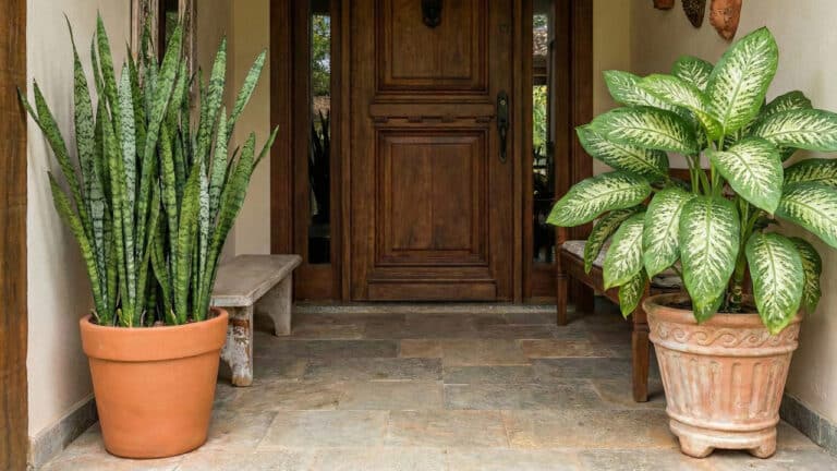 Entrada de casa rústica com porta de madeira centralizada e piso de pedra. Dois vasos de terracota grandes flanqueiam a porta: à esquerda, uma planta Espada de São Jorge alta e ereta ao lado de um banco de concreto; à direita, uma planta Comigo-ninguém-pode frondosa em um vaso ornamentado ao lado de um banco de madeira.