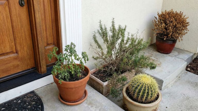Fotografia da entrada externa de uma casa, mostrando uma porta de madeira à esquerda e, à direita, sobre degraus de concreto, um conjunto de quatro vasos com plantas de aparência pouco saudável. Em primeiro plano há um grande cacto esférico com espinhos amarelos e uma planta menor com folhas verdes murchas em um vaso de terracota. Atrás deles, um arbusto de alecrim grande, desgrenhado e parcialmente seco em uma jardineira retangular. Mais ao fundo, sobre o degrau superior, há um vaso vermelho contendo uma planta completamente seca e marrom. O capacho preto na porta está parcialmente visível