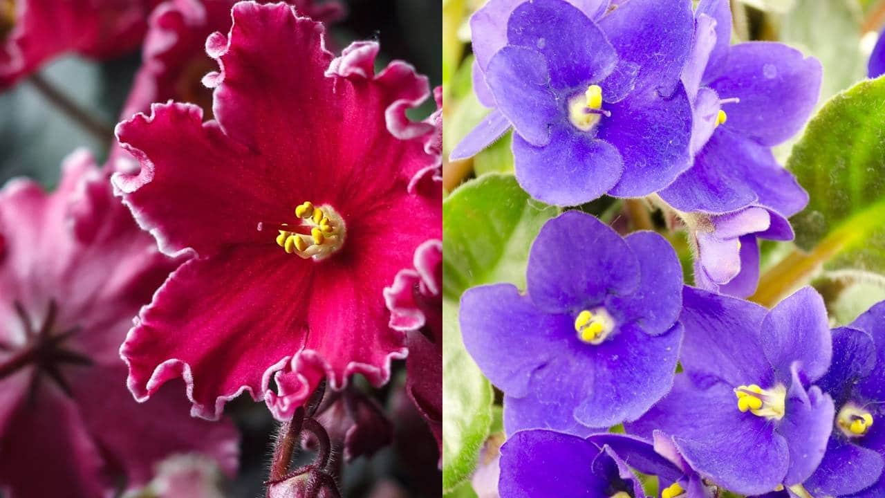 2 plantas que crescem sem terra, não sujam e vivem apenas na água