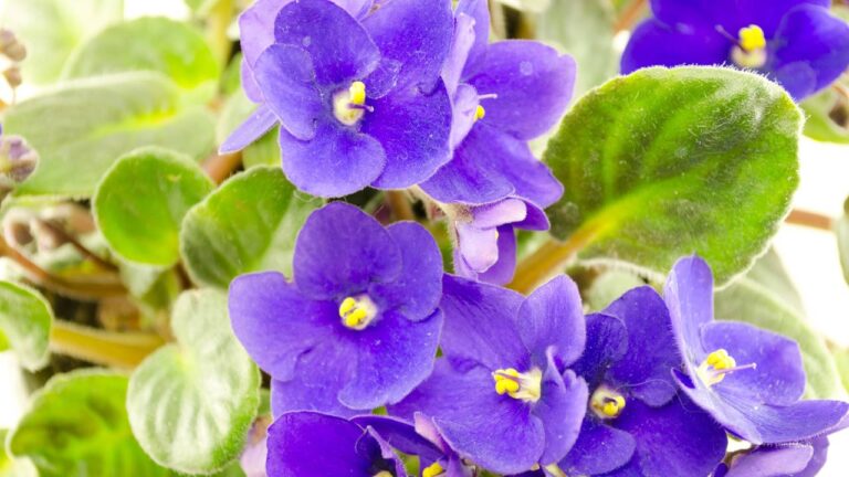 Violetas azuis