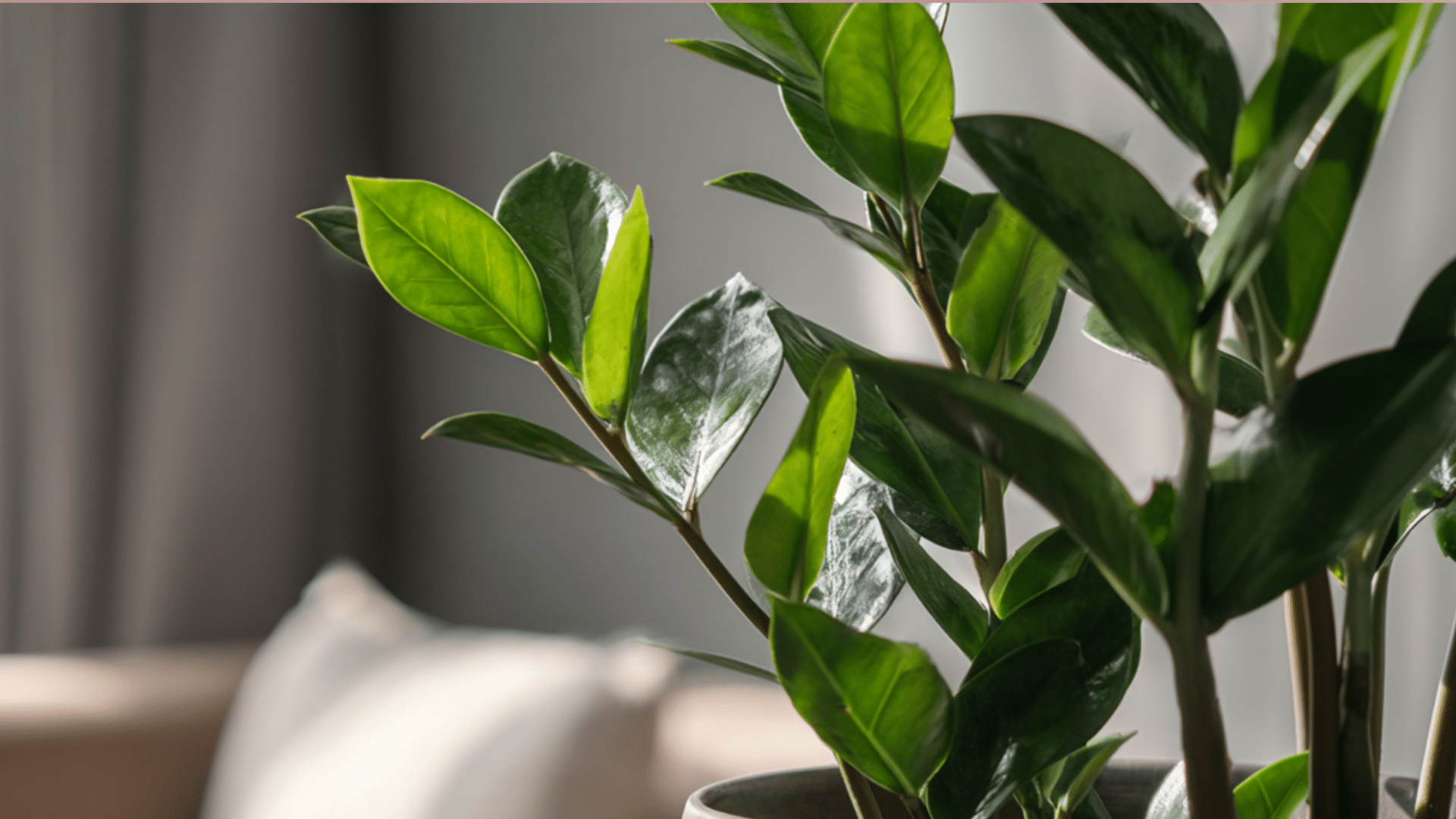 Como cuidar da sua Planta da Fortuna (Zamioculca) em casa sem nenhuma dificuldade