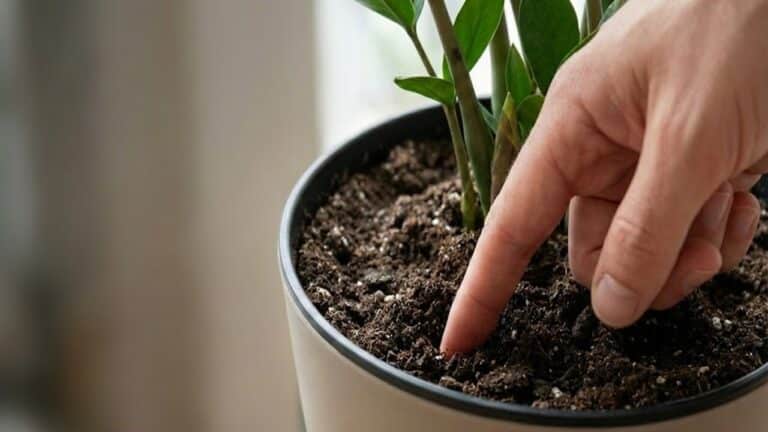 Como cuidar das plantas de forma simples, mantendo lindas e sem pragas em 2026