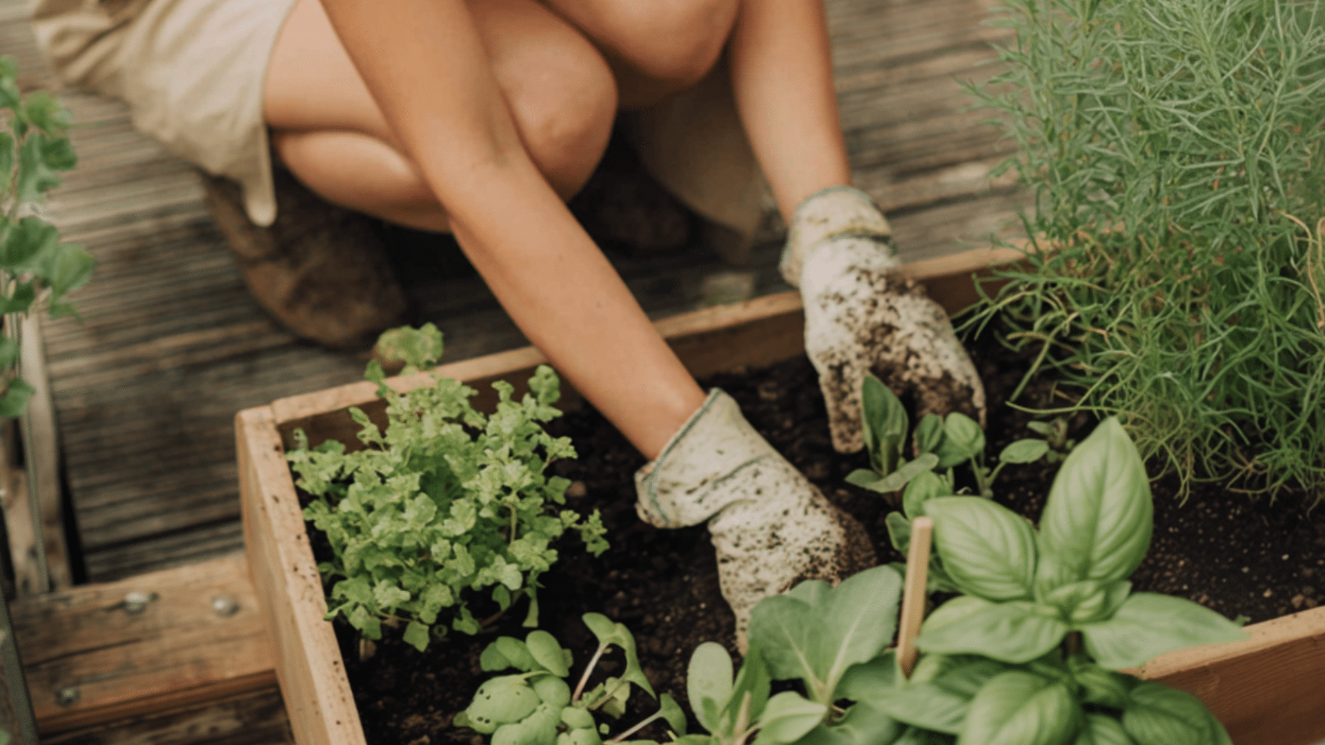 Como cultivar alimentos na sua casa e economizar até R$500 por mês