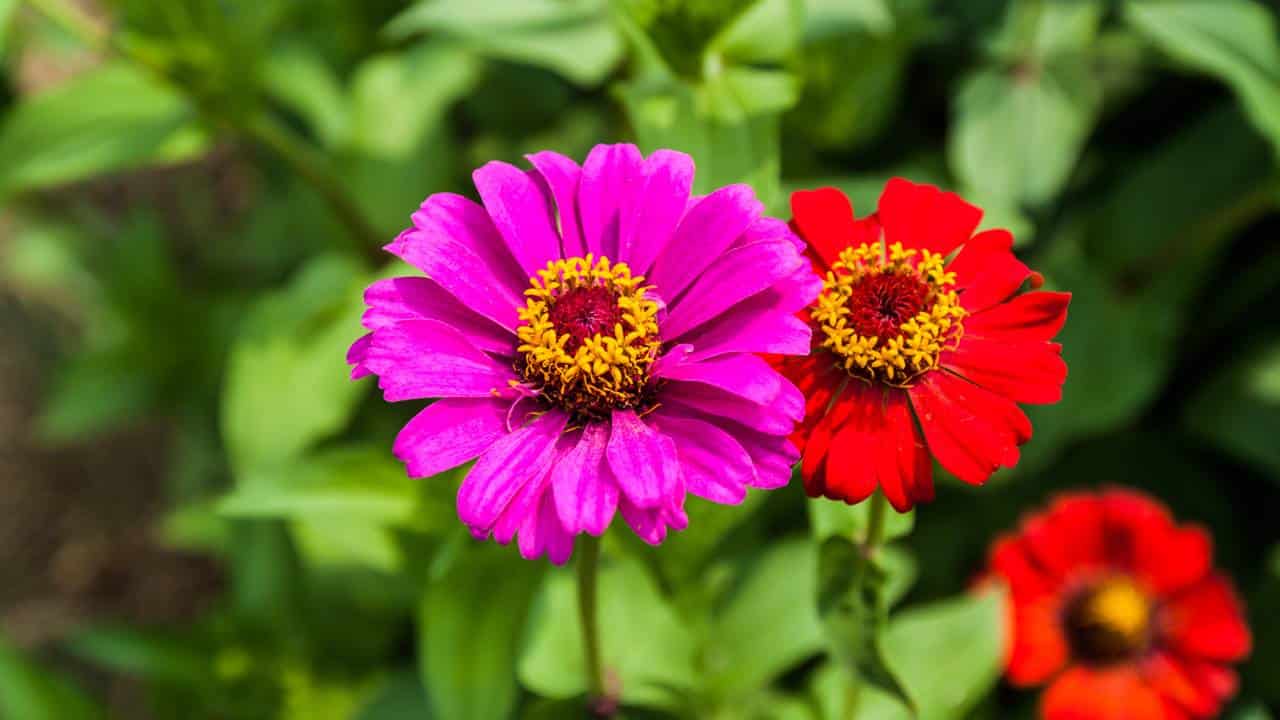Planta que cresce rápido e enche o jardim de flores lindas no verão