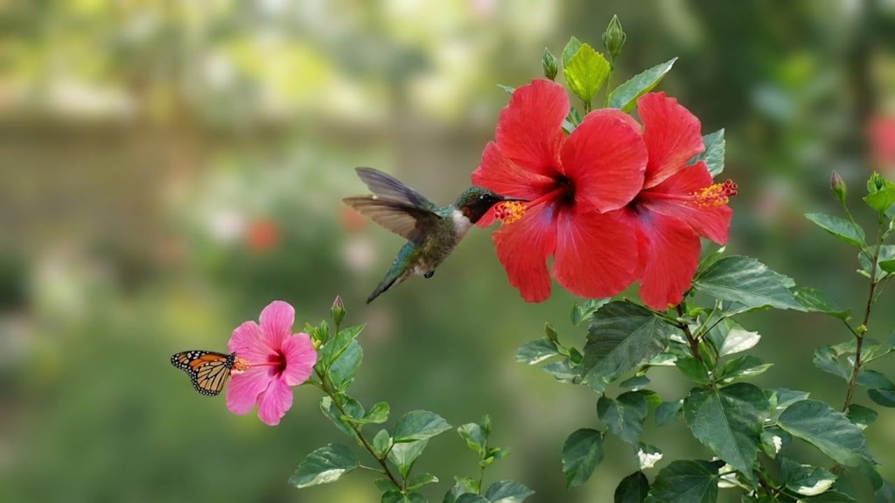 Cinco plantas para atrair beija-flores e borboletas o ano todo