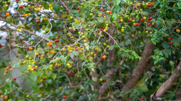 Pé de pitanga cheio de frutos