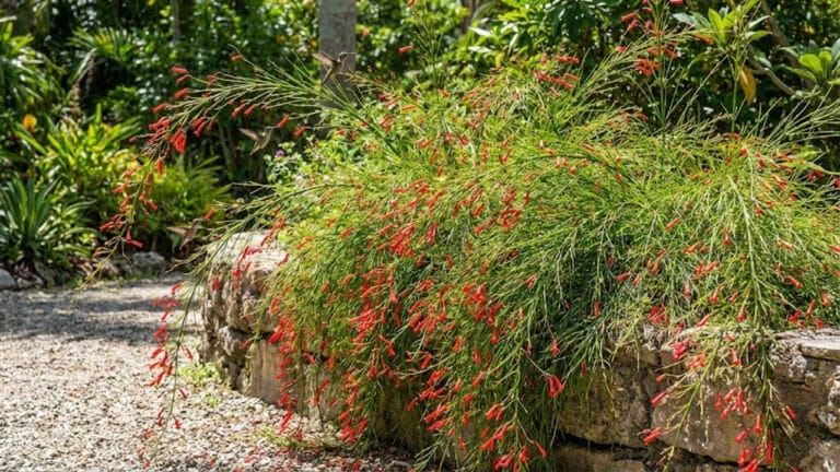 Cinco plantas para atrair beija-flores e borboletas o ano todo