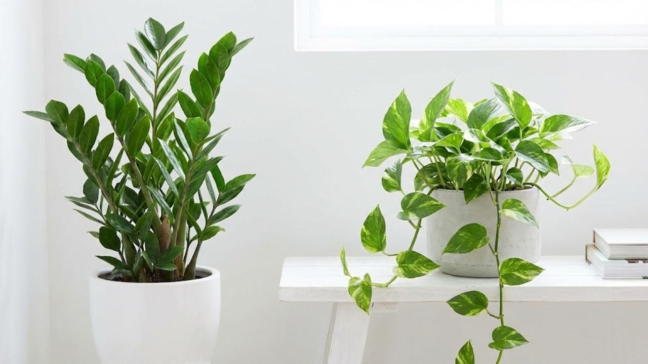4 plantas que amam sombra para cultivar dentro de casa em 2026