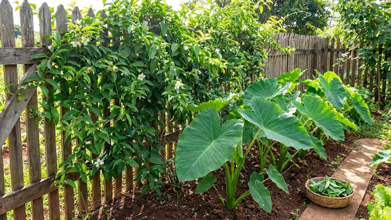 Saiba quais são as duas plantas perenes que crescem sozinhas e seus benefícios