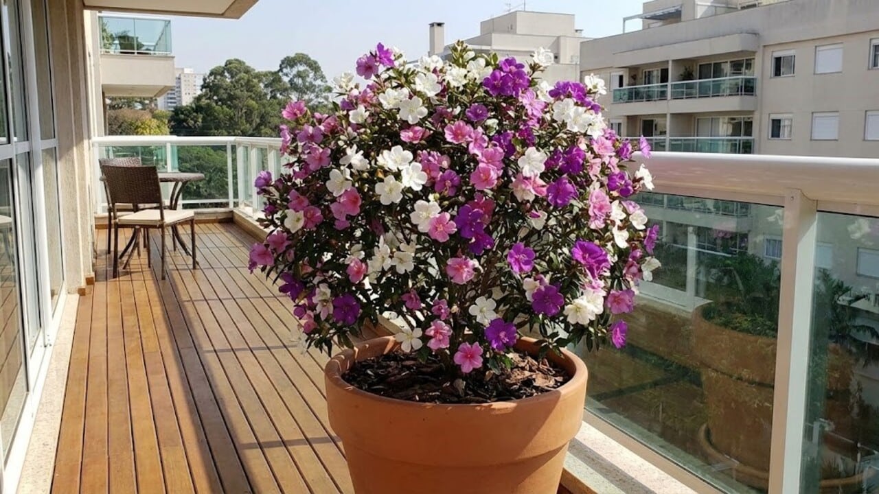 Nem rosa, nem lilás: conheça a flor que muda de cor e deixa seu jardim encantador