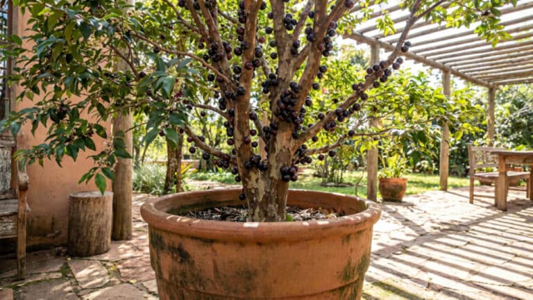 Cinco árvores frutíferas para produzir em pequenos espaços e vasos