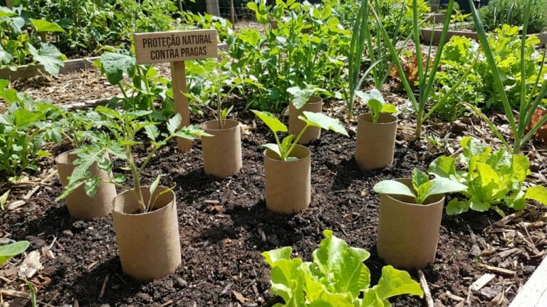 Rolos de papel higiênico vazios e a utilidade para o seu jardim de forma econômica