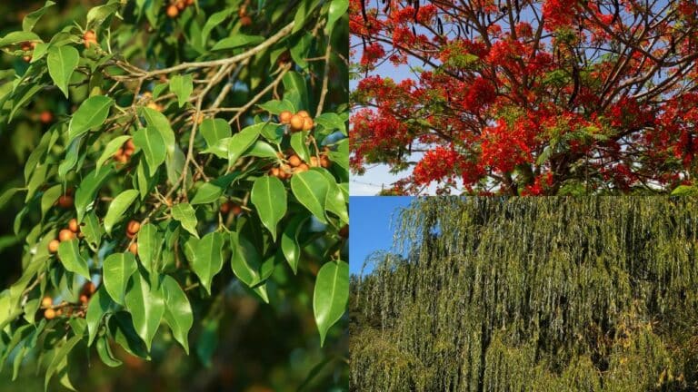 3 árvores que não deveriam ser plantadas perto de muros