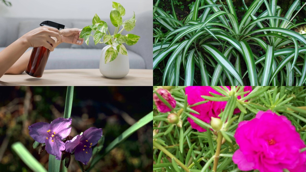 Todo mundo planta samambaia, mas, essas 4 plantas pegam fácil e se multiplicam!