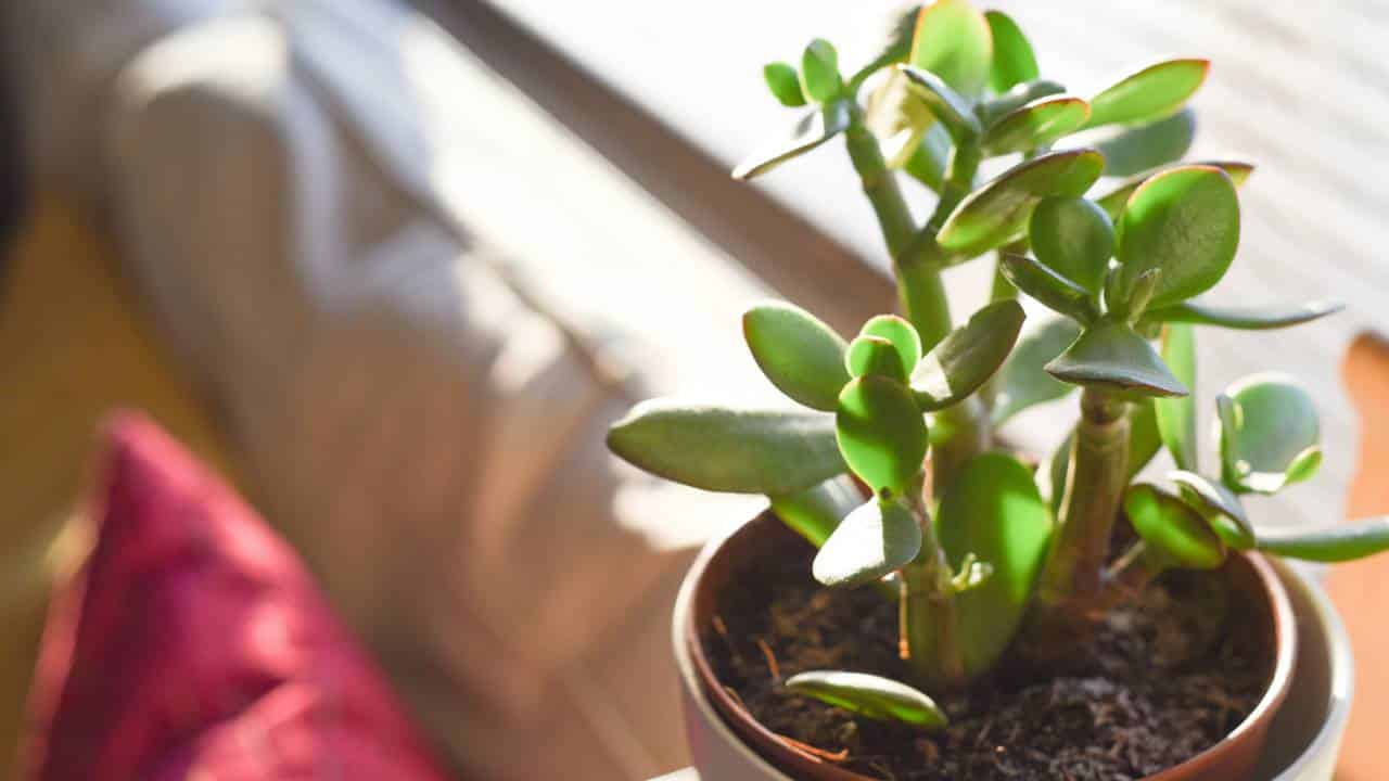 Nem Zamioculca, nem Lírio da paz: esta é a planta que mais atrai prosperidade para casa