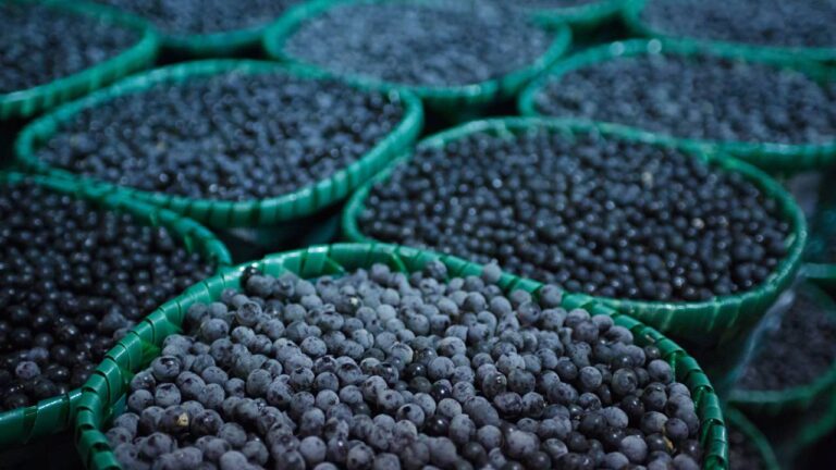 Açaí da amazônia