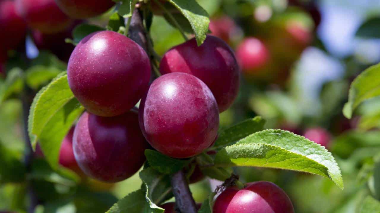 A árvore que não levanta o piso, dá sombra e frutos suculentos no verão