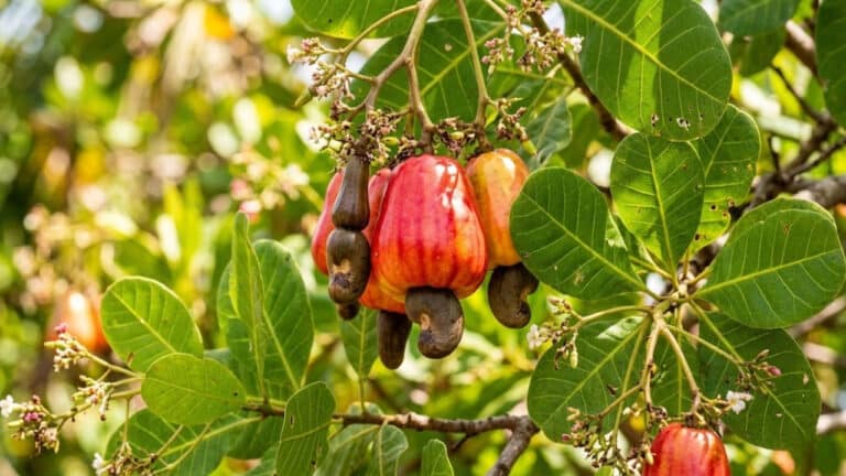 Sete árvores frutíferas que produzem a vida toda para ter no quintal de casa