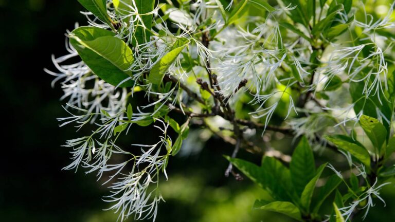 Árvore que perfuma o jardim de tem aspecto de neve