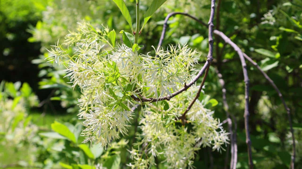 Árvore-da-neve: a planta perfumada que transforma varandas e cresce fácil em vasos