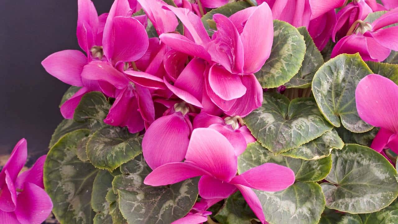 As 3 flores resistentes para plantar em março e colorir o jardim no outono