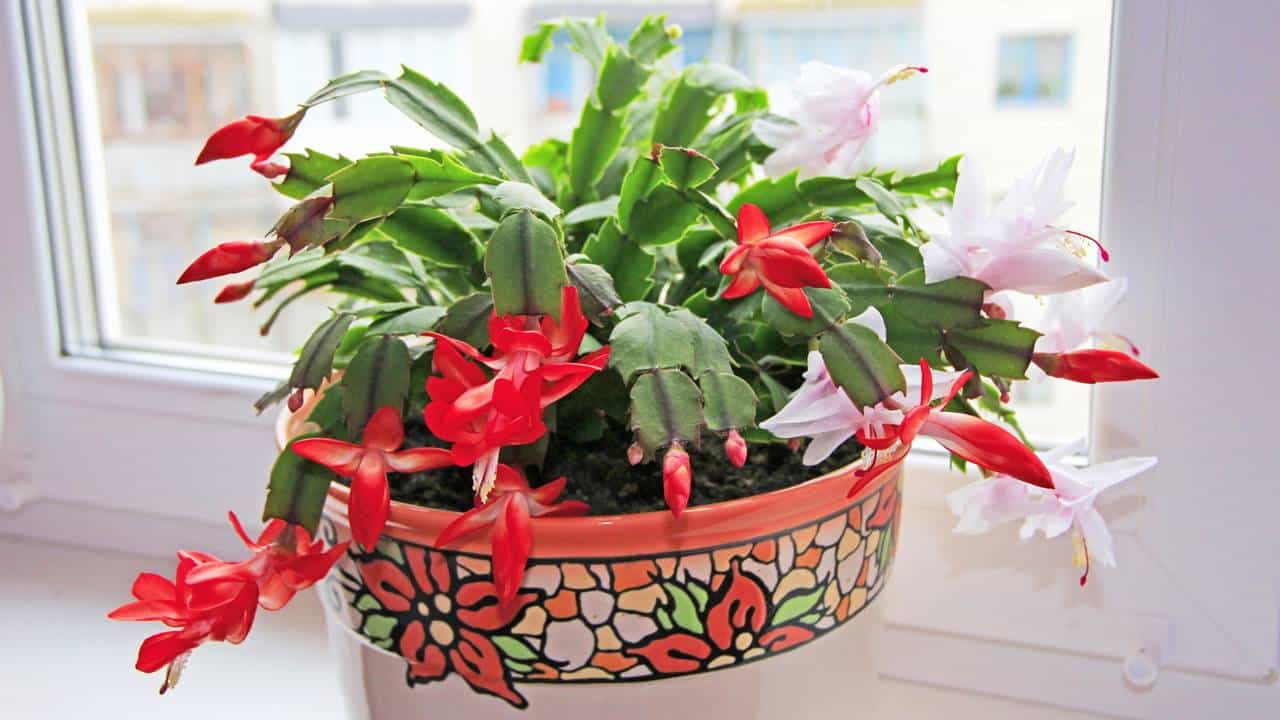 7 passos infalíveis para plantar flor-de-maio com galho direto no vaso