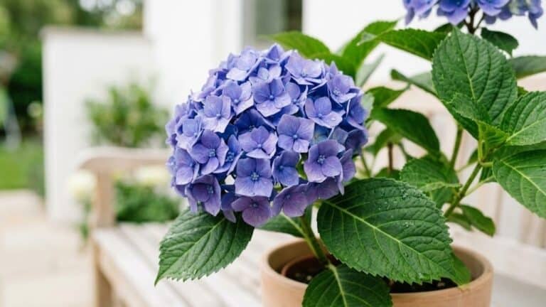 Saiba quais são as três plantas que não devem ser podadas com flores murchas
