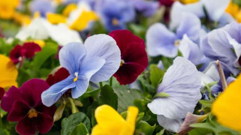 Flores coloridas da viola cornuta