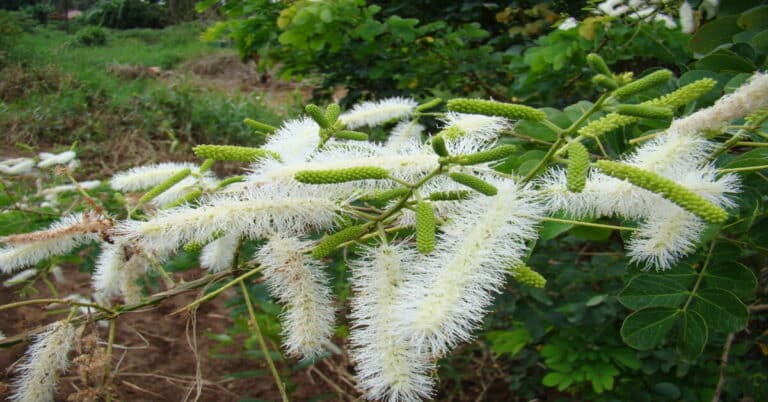 Flores de Sansão do Campo