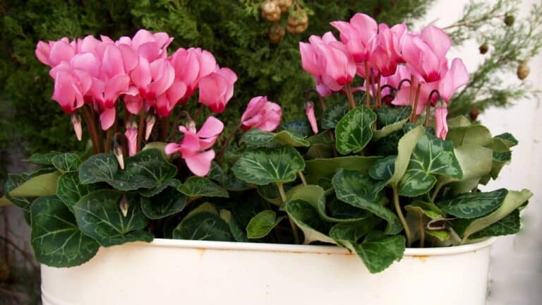 Flores de ciclamen rosa