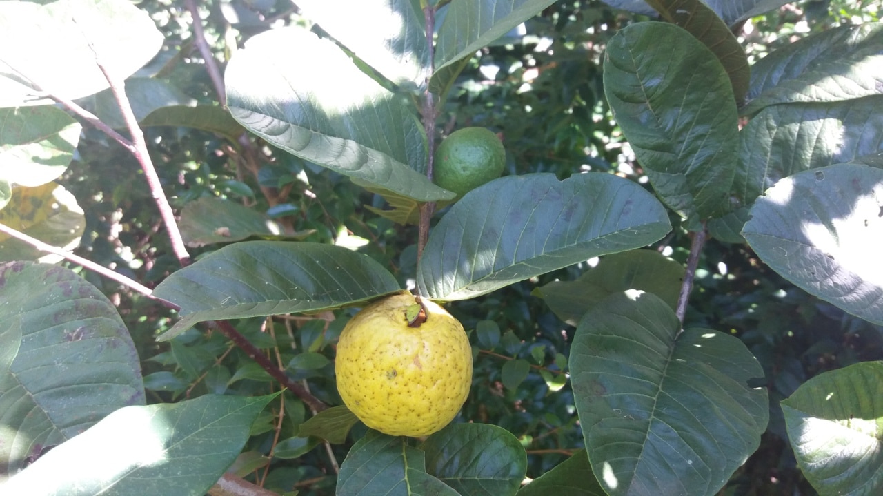 A árvore ideal para o seu jardim por produzir os mais doces frutos e florescer duas vezes ao ano