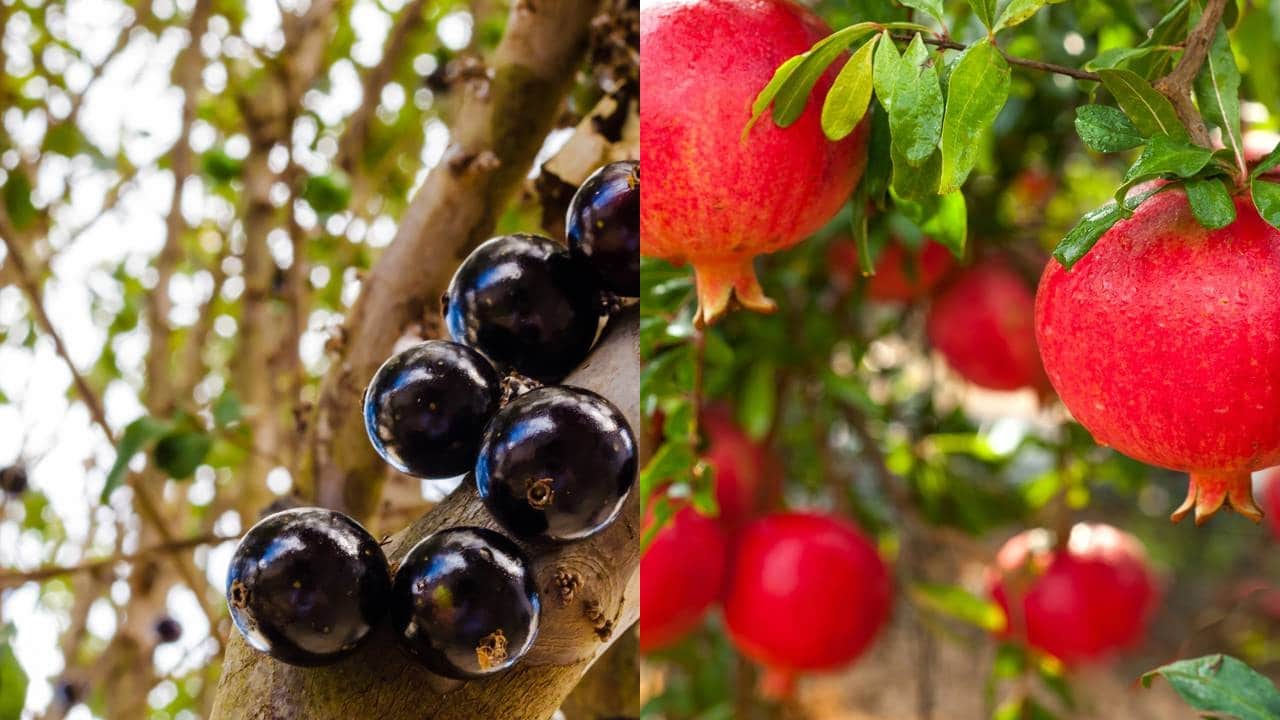2 melhores frutas para plantar em vasos e colher saúde em 2026