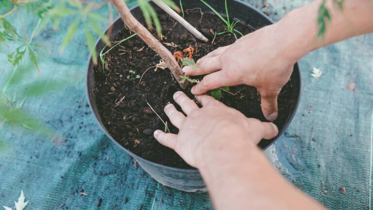 Jardineiro plantando em balde