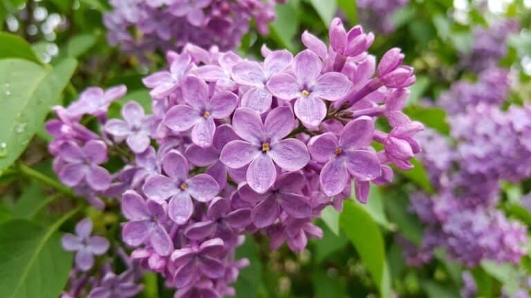 Saiba quais são as três plantas que não devem ser podadas com flores murchas