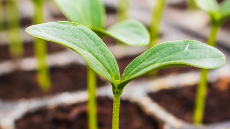 Mudas de plantas crescendo em solo fértil