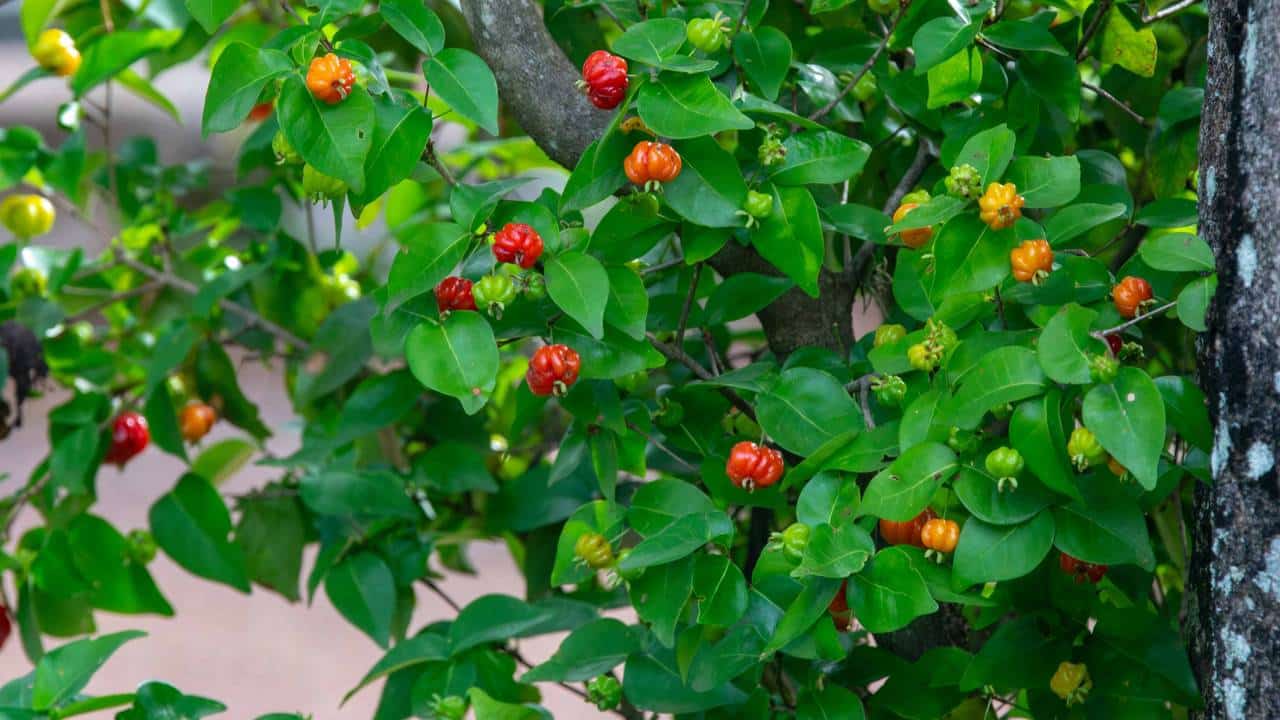 A charmosa árvore que dá sombra o ano inteiro, fruta vermelha e folha que vira chá potente