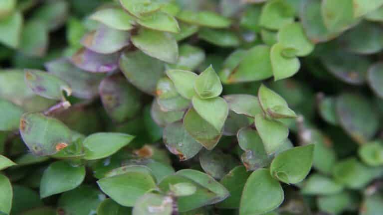 Planta Callisia repens com manchas roxas em suas folhas verdes