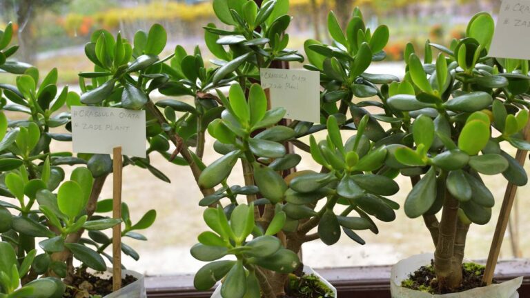 Plantas do dinheiro em mudas