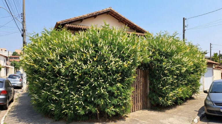 Uma fachada de casa com a planta Sansão do Campo (Mimosa caesalpiniifolia)