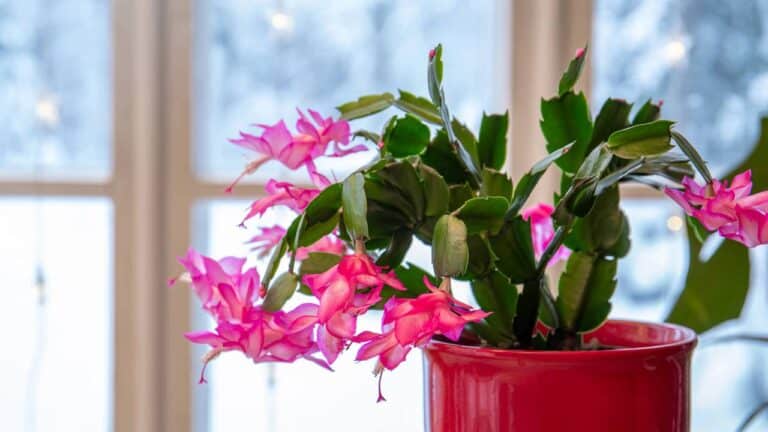 Schlumbergera truncata planta flor-de-maio próxima a janela