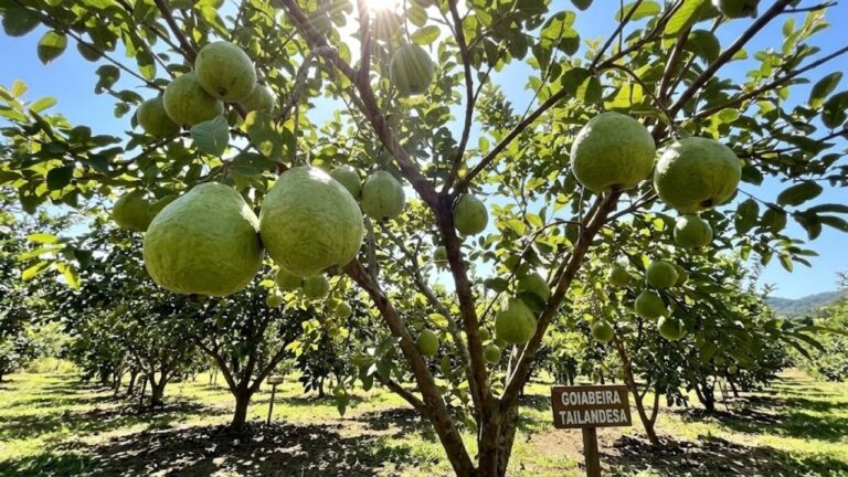 Saiba qual é a árvore ideal para o jardim que dá frutos doces e suculentos o ano todo