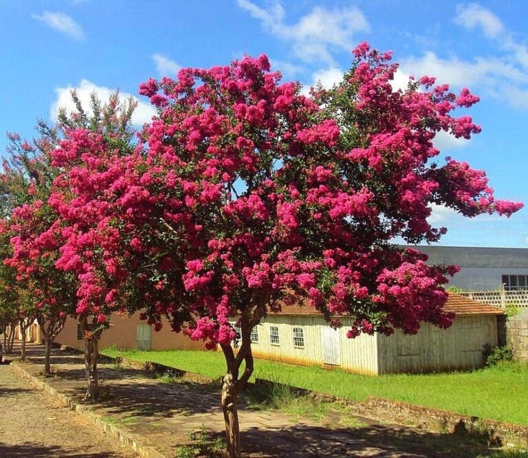 Resedá na calçada sem quebrar o chão.