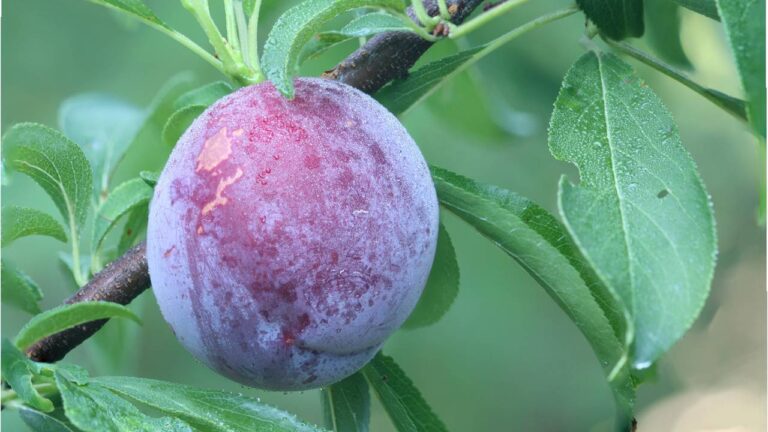 Frondosa e favorita: árvore que não quebra o piso, dá sombra e frutos suculentos